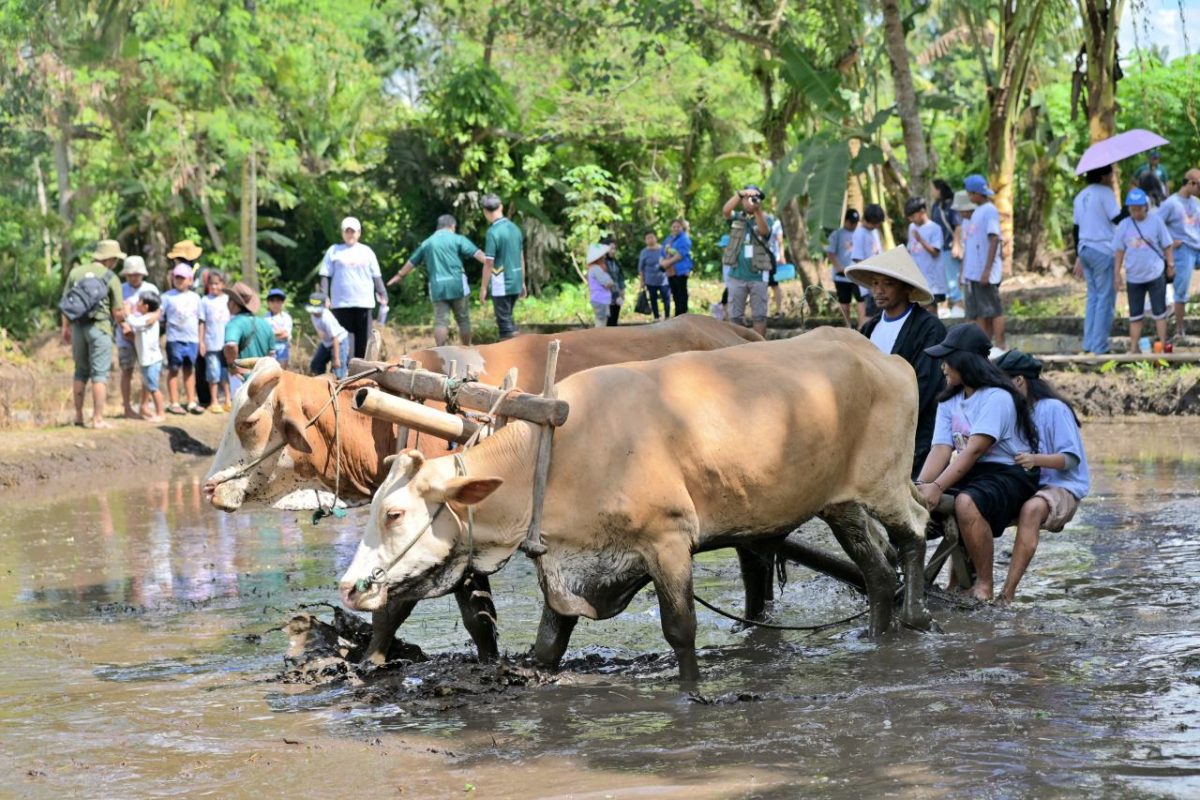 Wisata Pertanian untuk anak di Jogja
