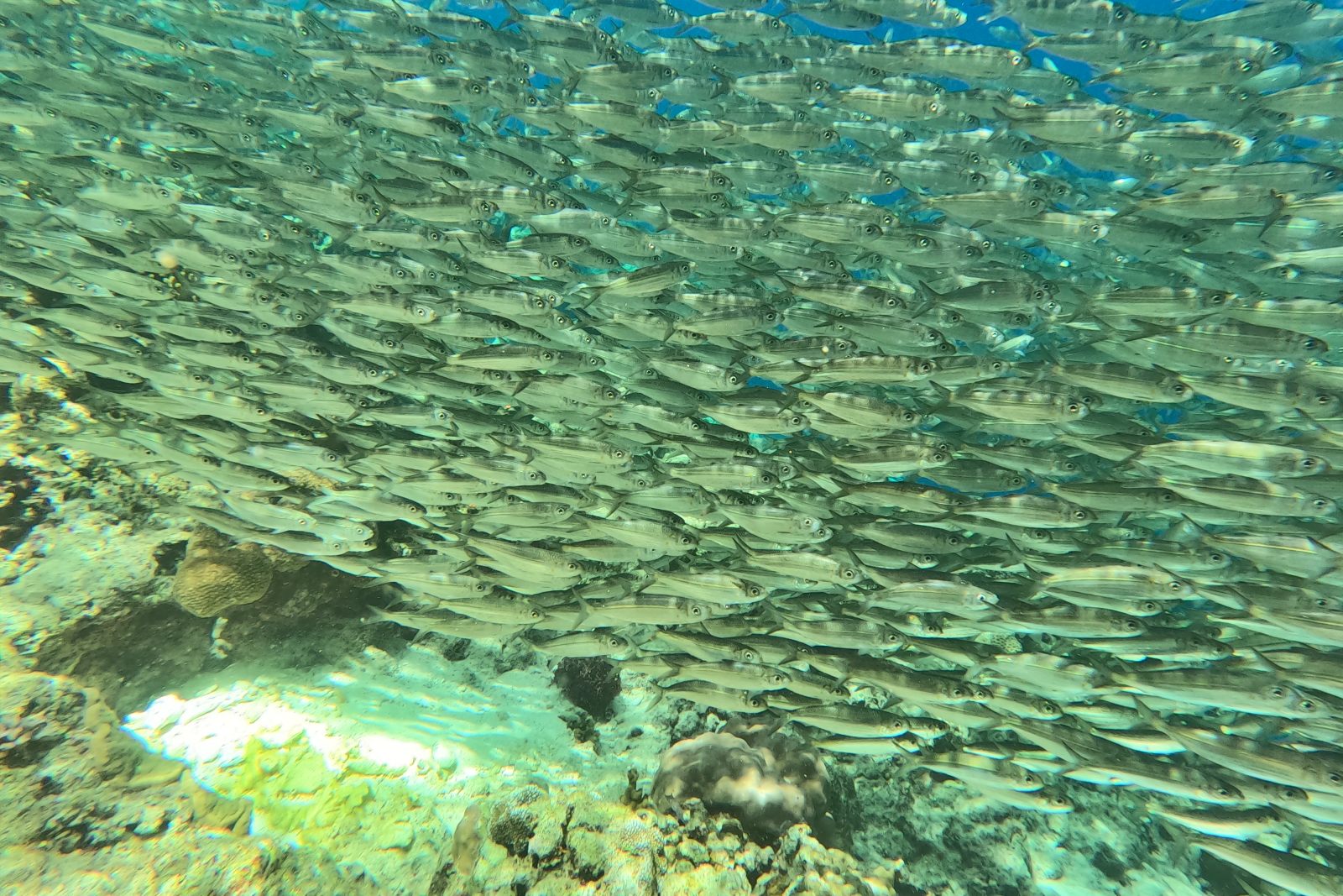 Penguatan kelompok ekowisata di Wakatobi